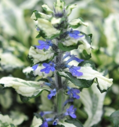Blue flowers above green and white variegated foliage